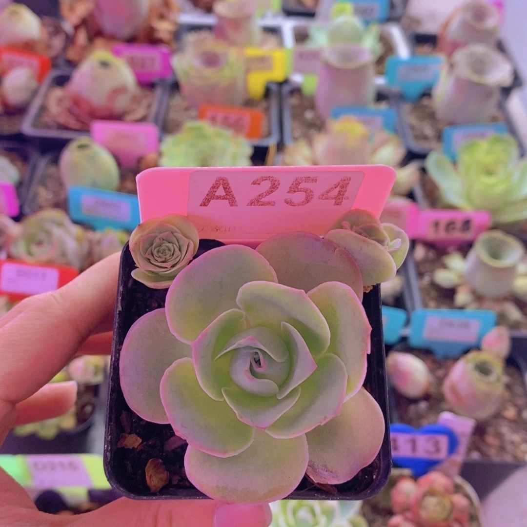 山地玫瑰一物一拍254