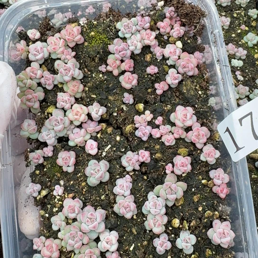 多肉植物多肉植物170