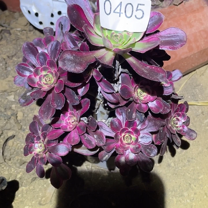 多肉植物法师405丽娜