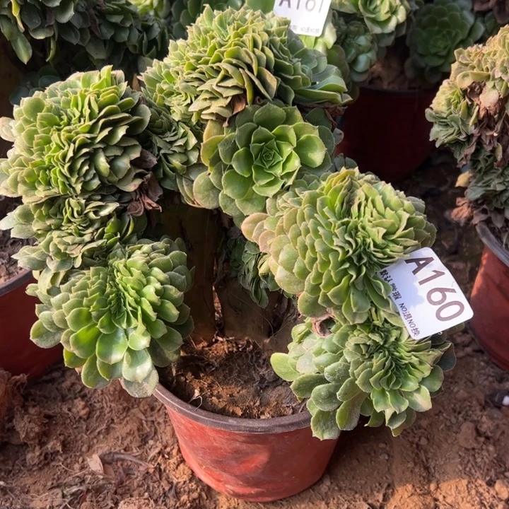 绿缀多肉植物160.