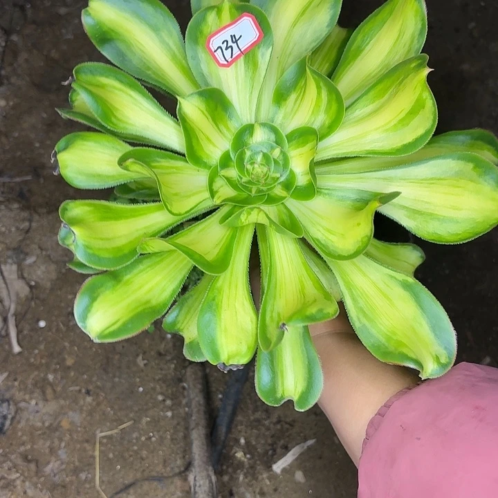 暴君老桩734多肉植物