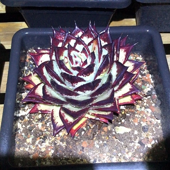 乌木多肉多肉植物