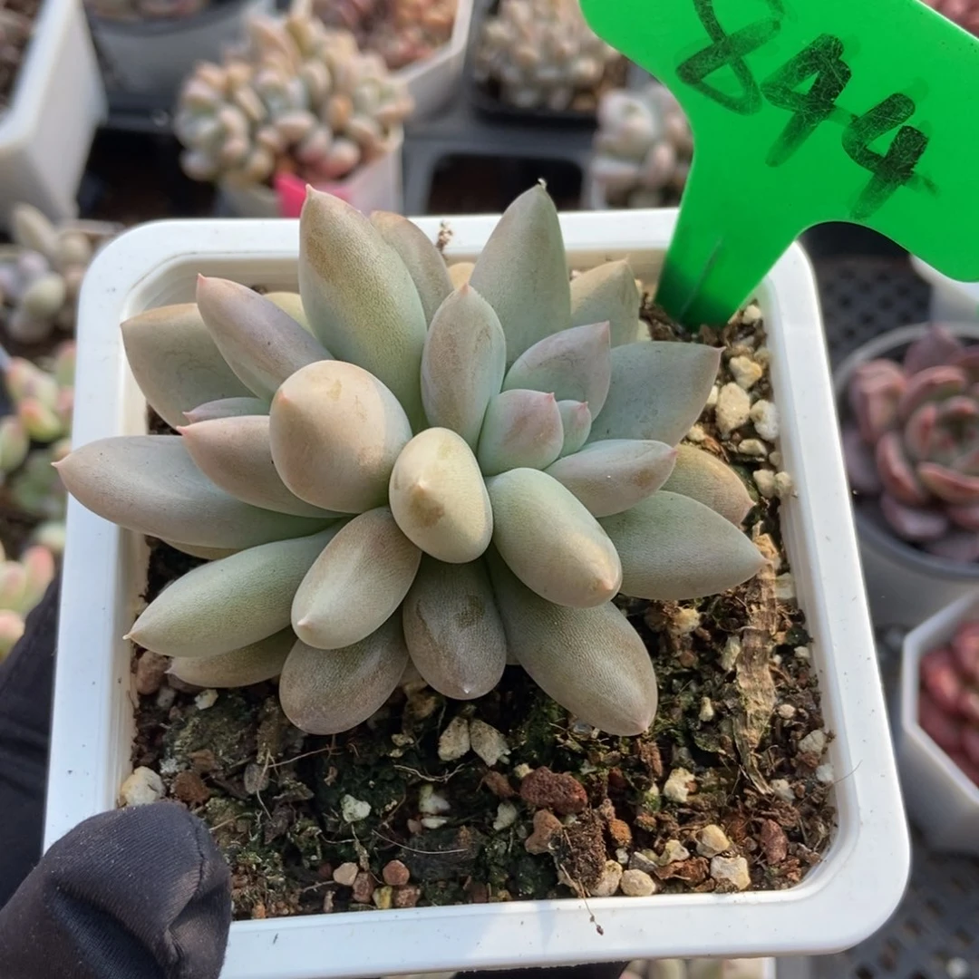 844哥特多肉植物多肉