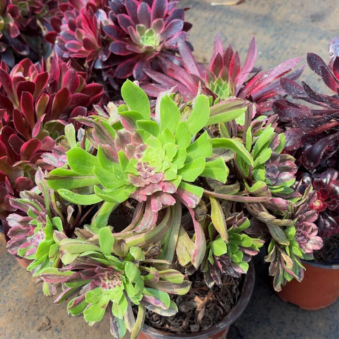 花脸粉黛15.8木质冷棚