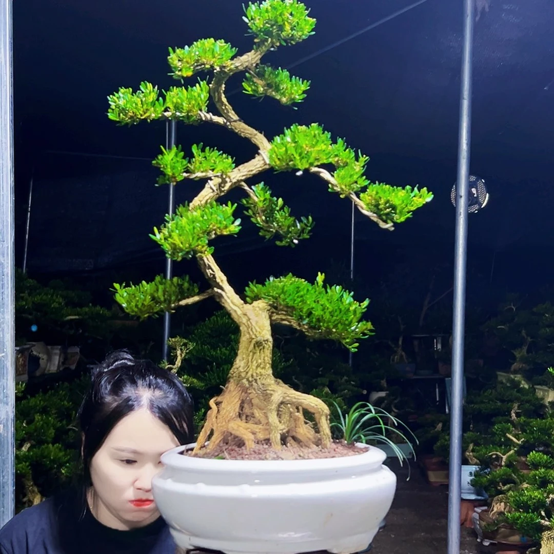 无花朵黄杨木