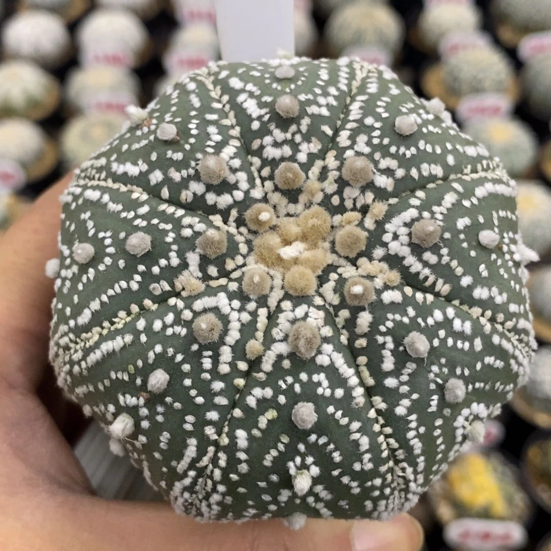401海星花园兜福利