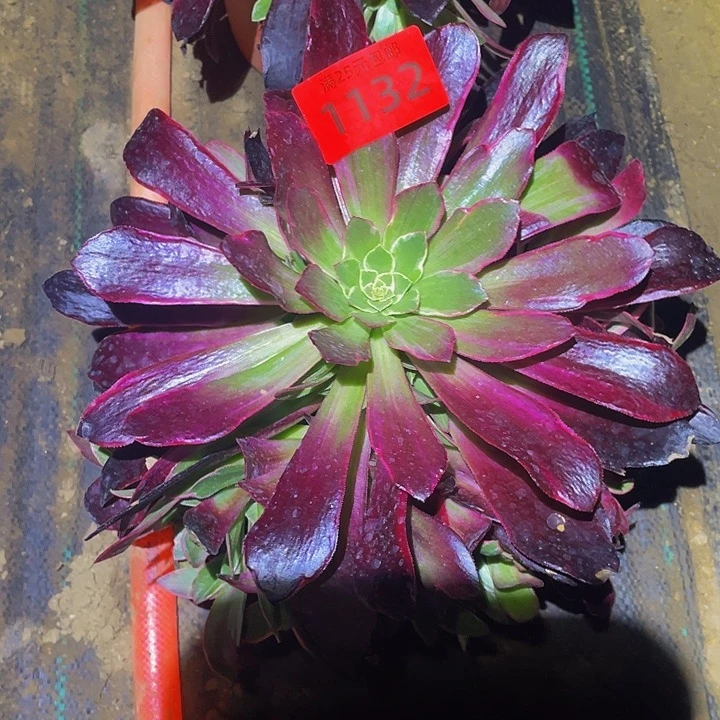 1132白婚纱多肉植物
