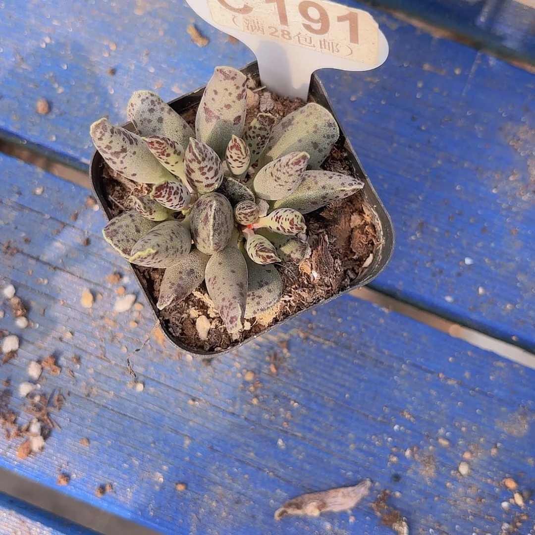 C191汤圆一物一拍