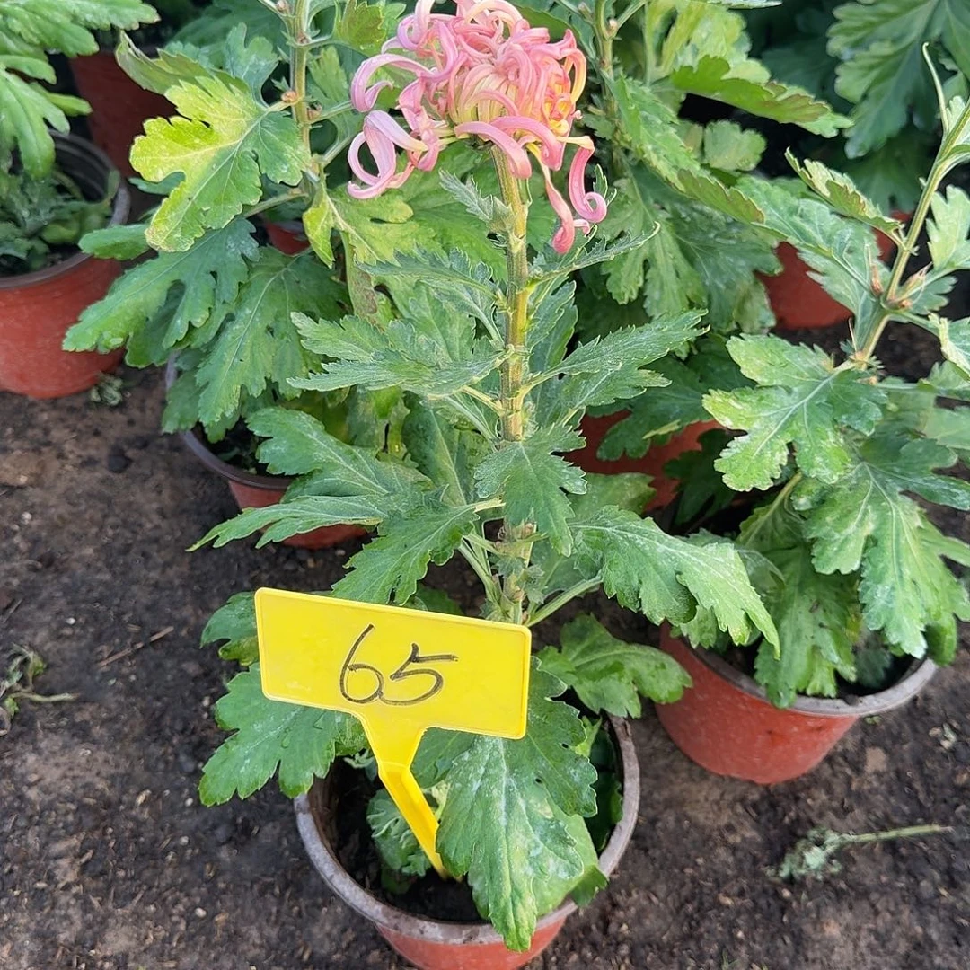 反****大部分花苞少量开放65出浴