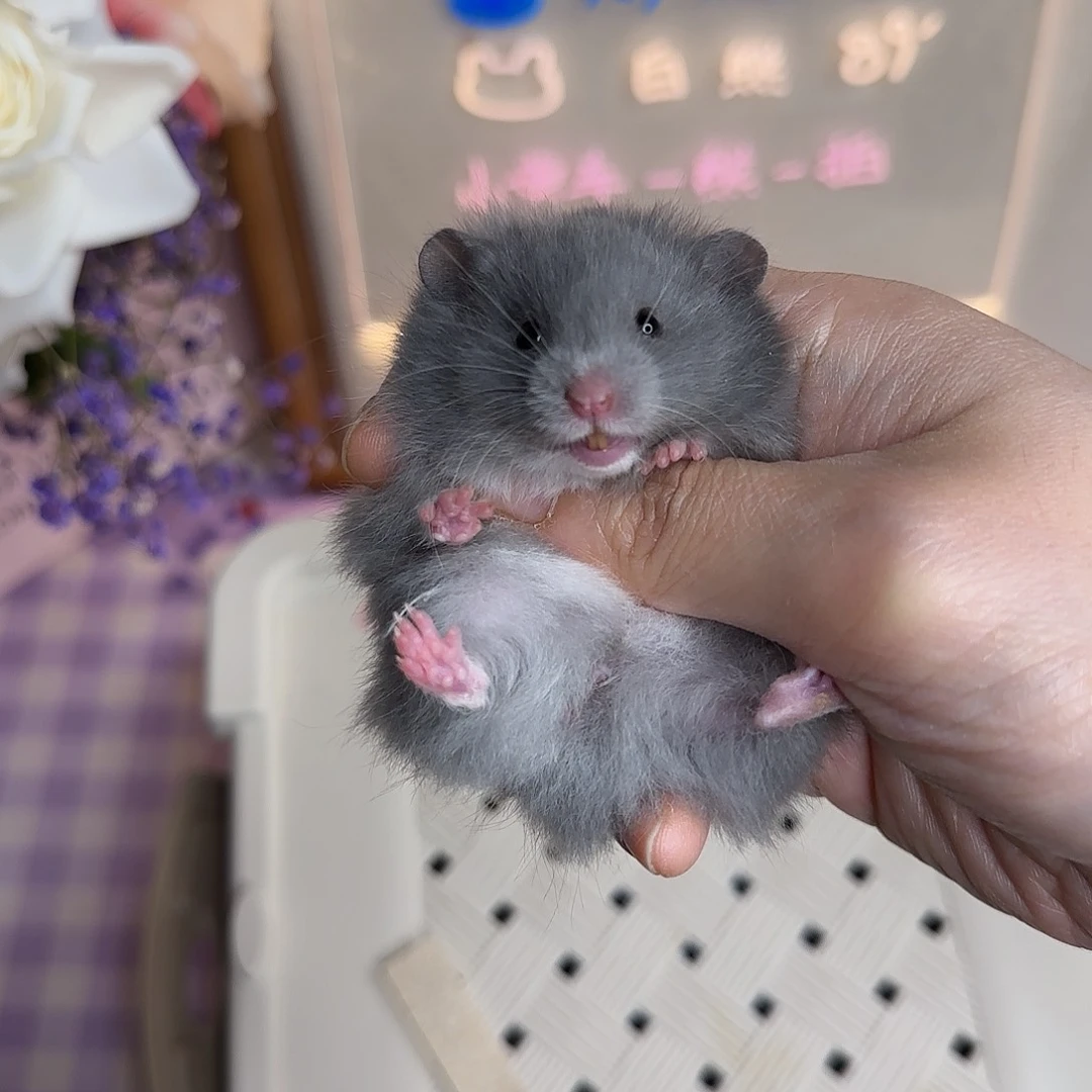 9-18纯蓝妹妹4.4生日