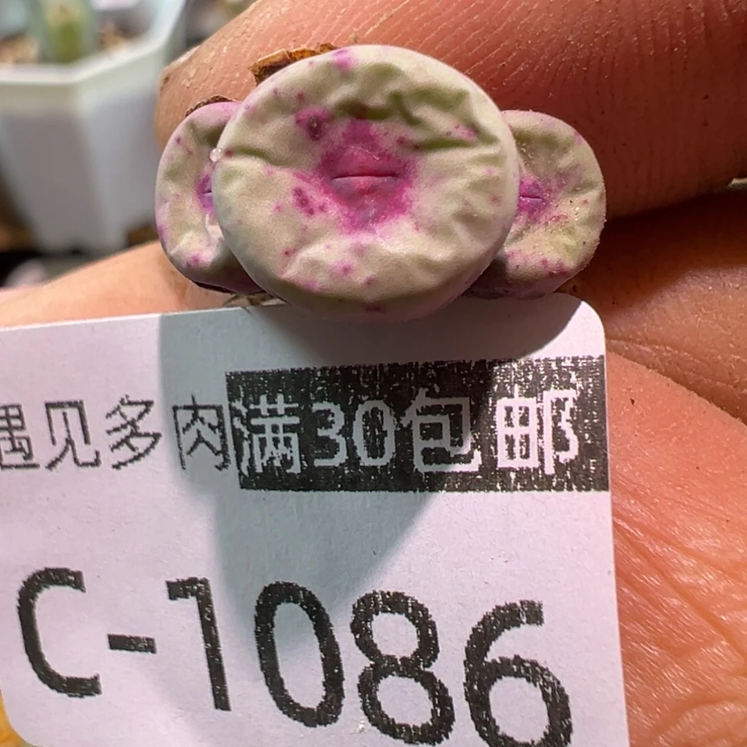 多肉植物11111111111