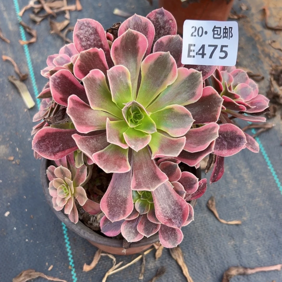 475凤冠，满20包邮