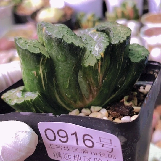 无花朵0916，6.9厘米北斋玉扇锦少量锦