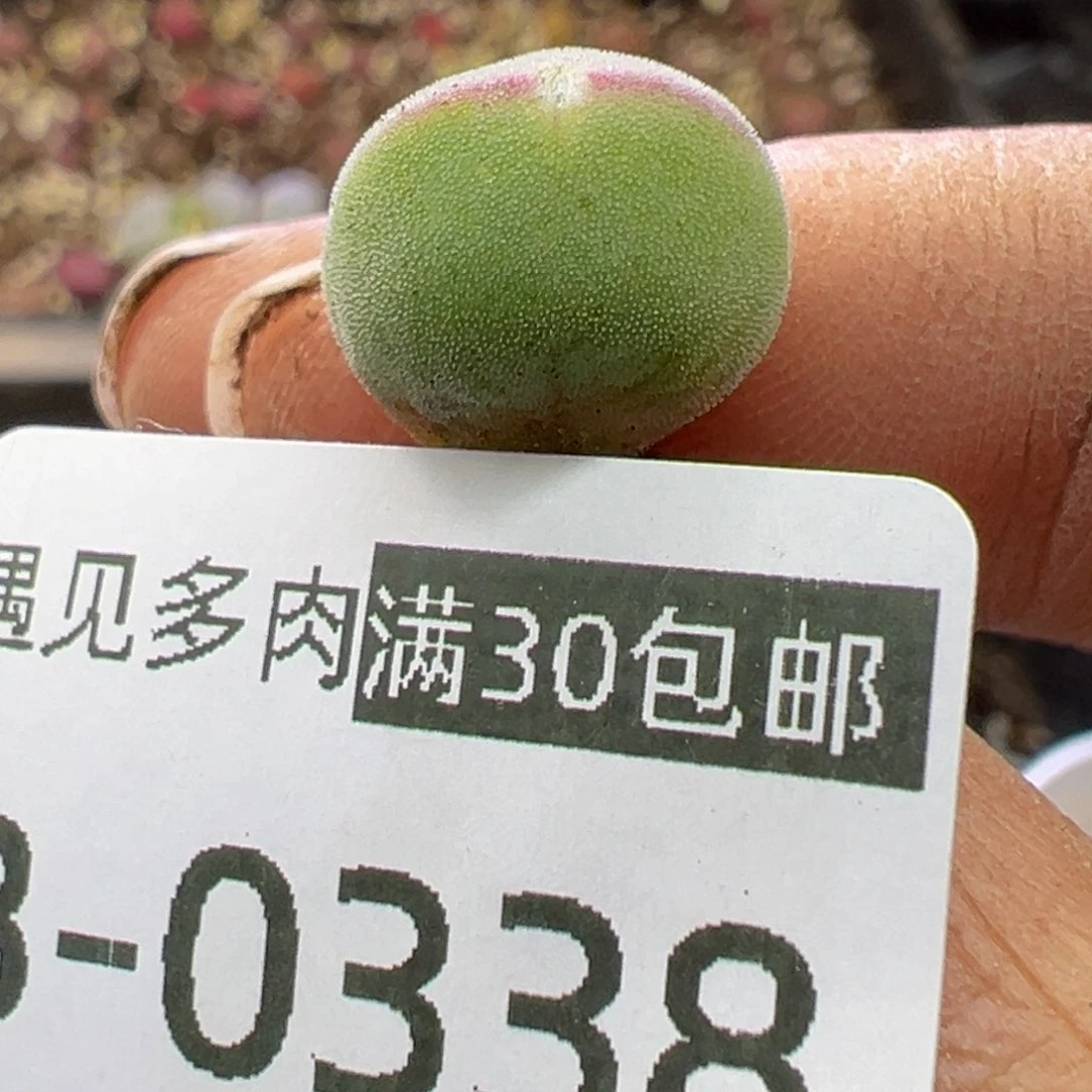 多肉植物11111111111111111