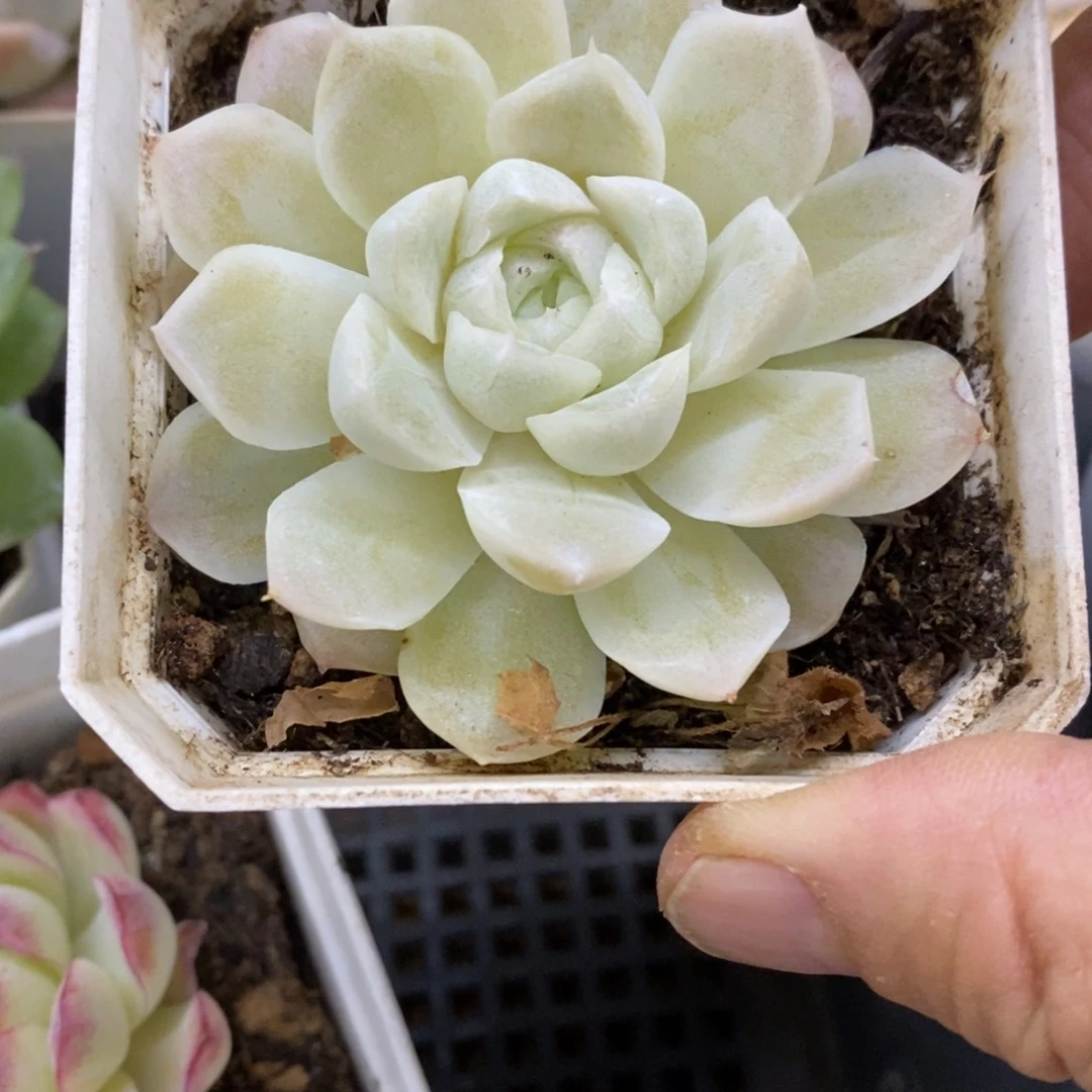 精品多肉一物一一拍不包整160