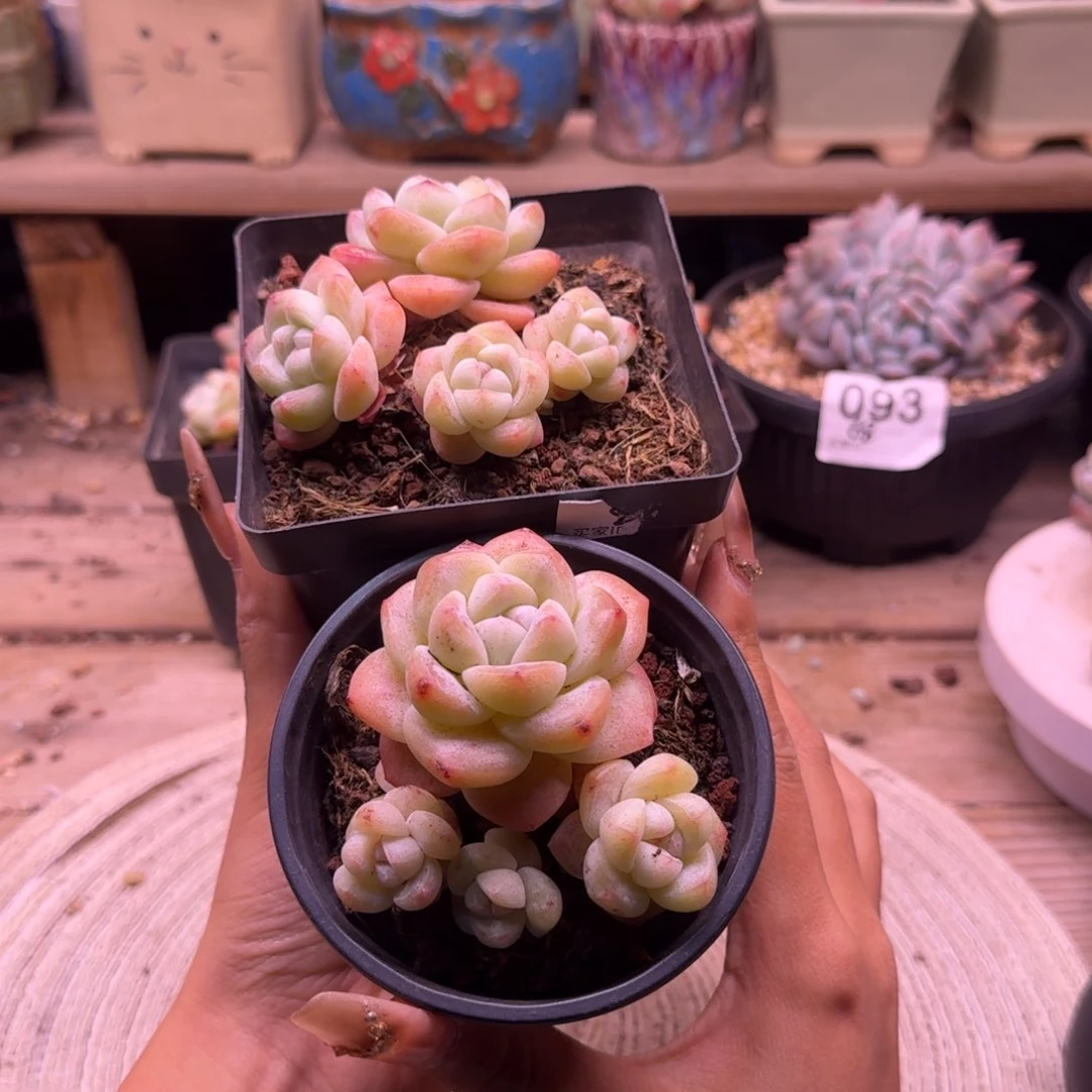 胡**ღ冰玉奶油一头一桩30