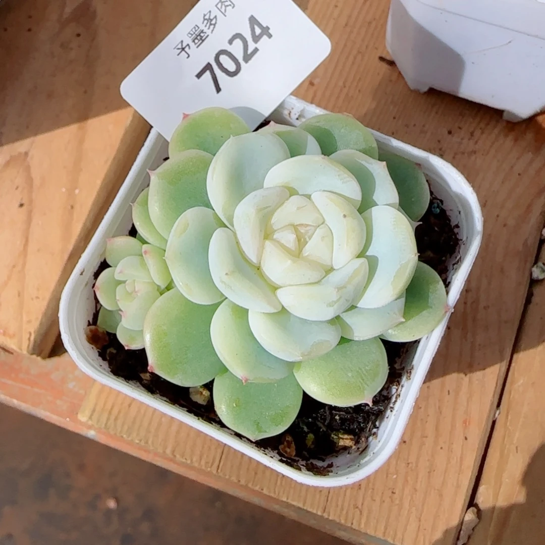 白财带崽，7024多肉植物