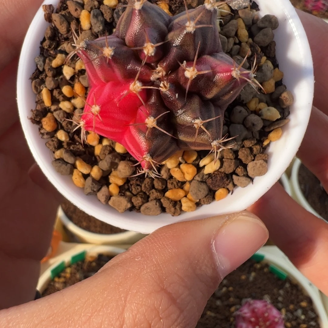 281 好看的米哈冲冲冲