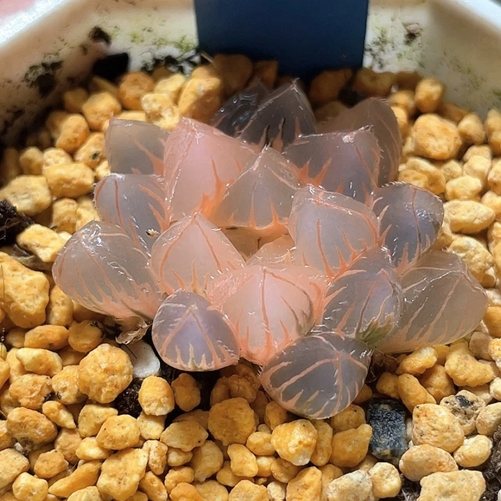 550糊斑OH玉露錦一物