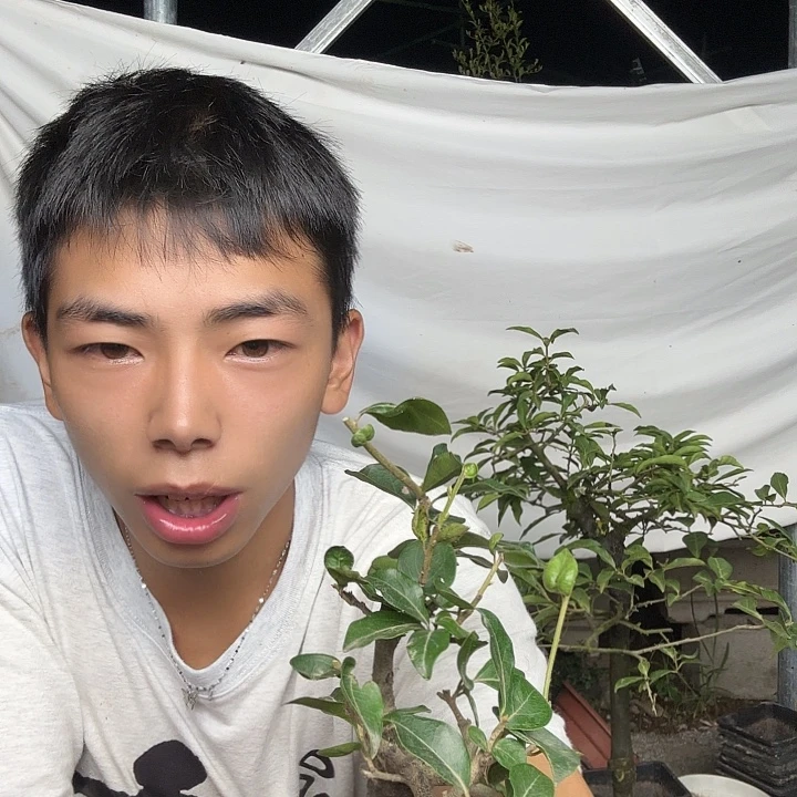 门***哥无花朵金蛋子容易成活