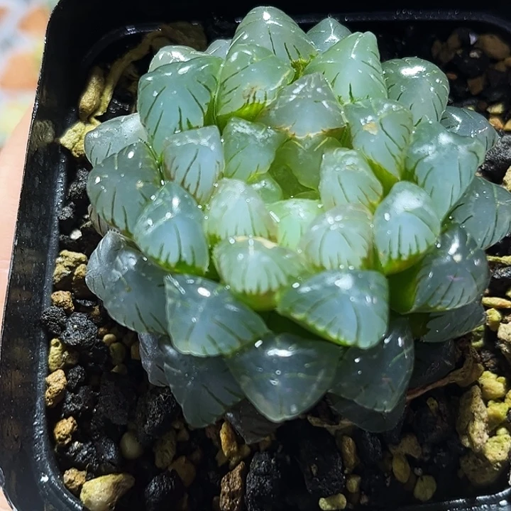 十二卷多肉实生玉露