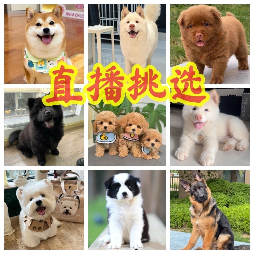 直播间挑选博美比熊泰迪五黑等多种狗狗   混血狗狗