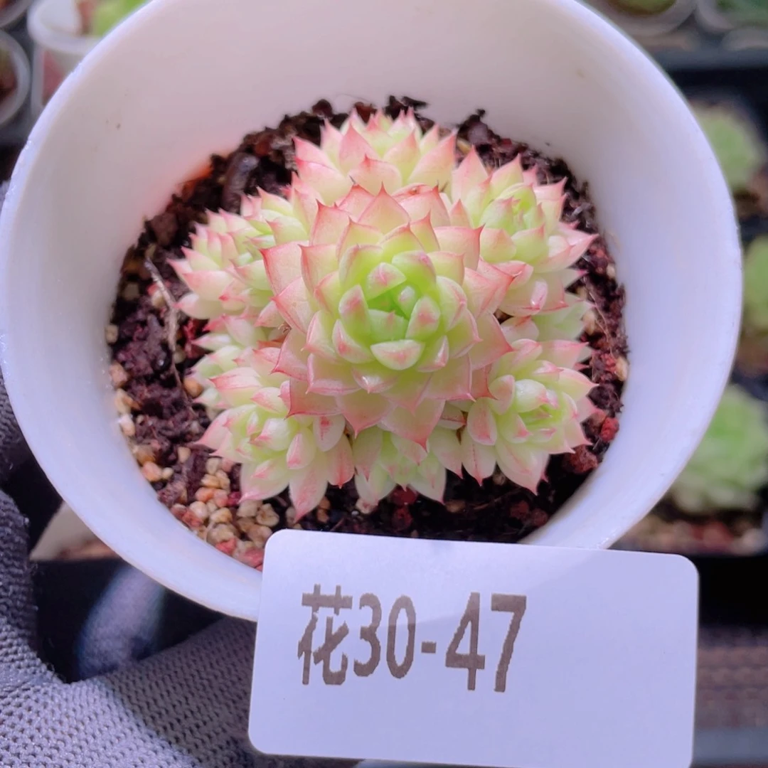 花利美30-47海王群