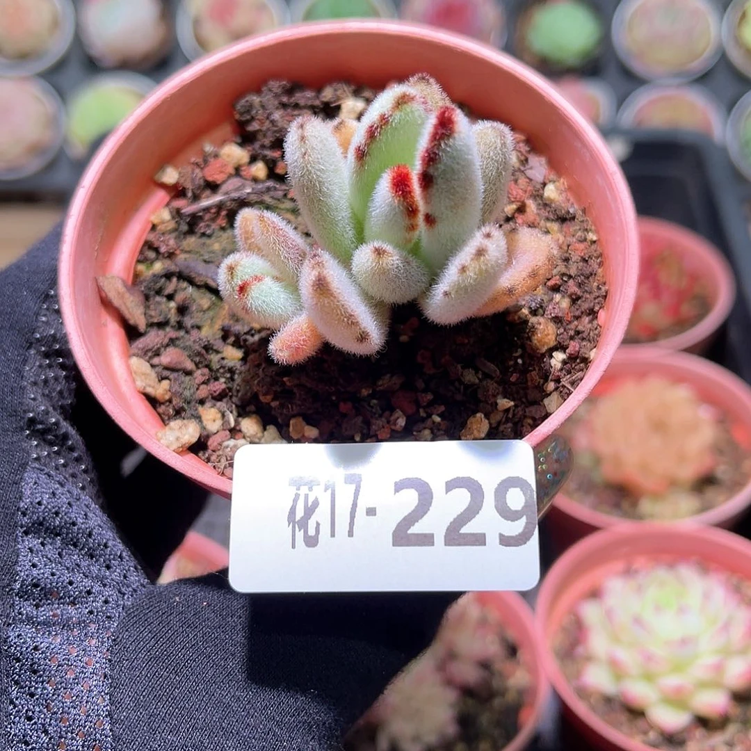 花利美17-229月兔耳