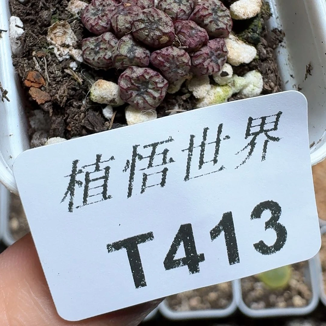 413盒多肉植物哇f c