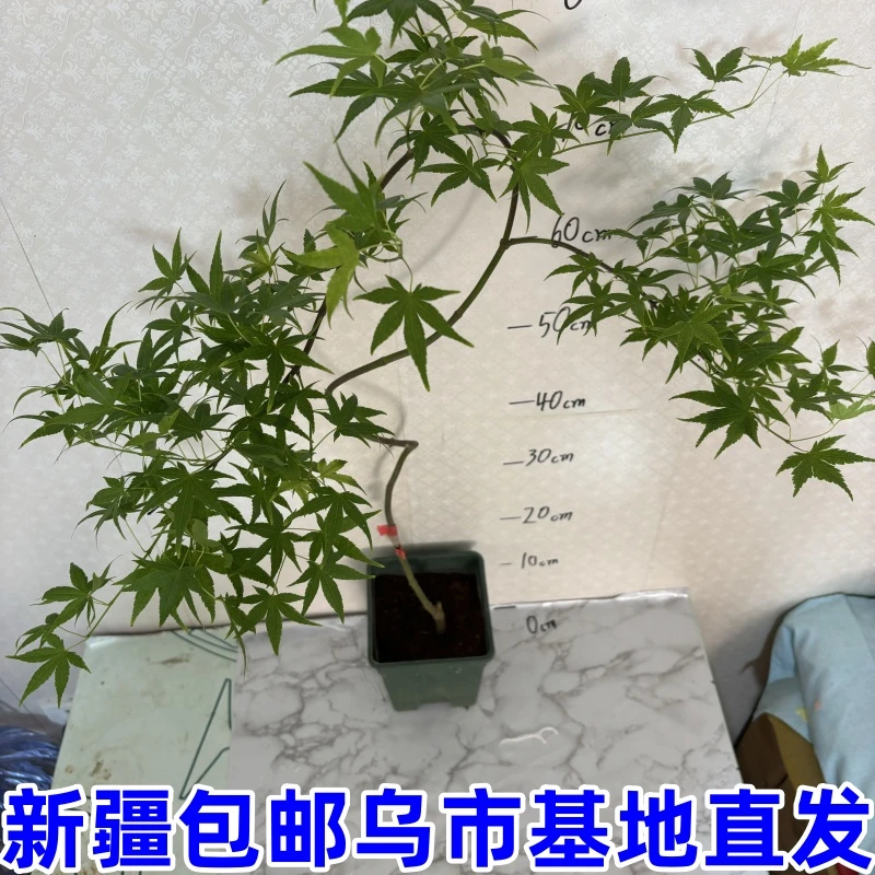 流泉枫----新疆包邮乌鲁木齐基地直发