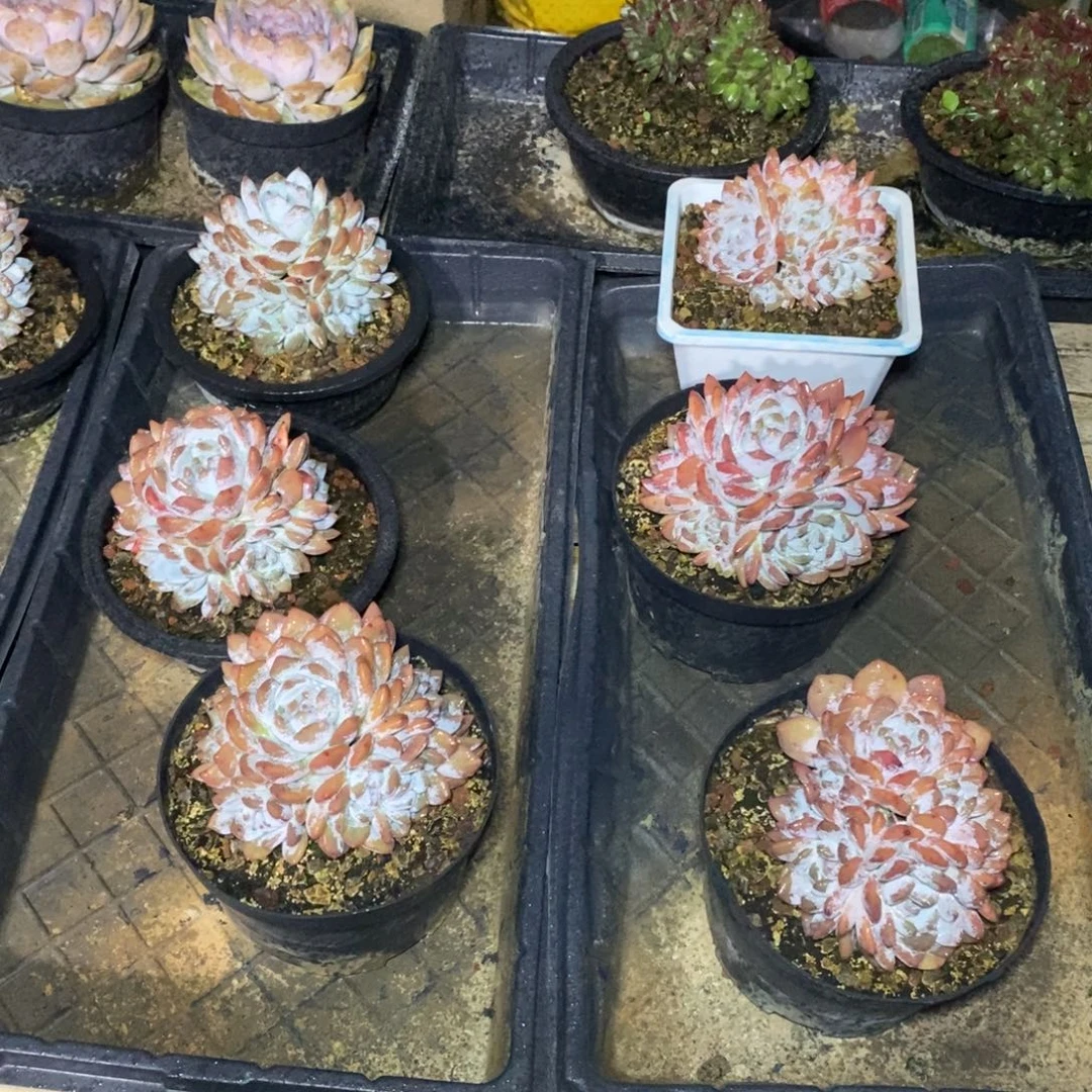 啊军喵多肉橙子手捧多头