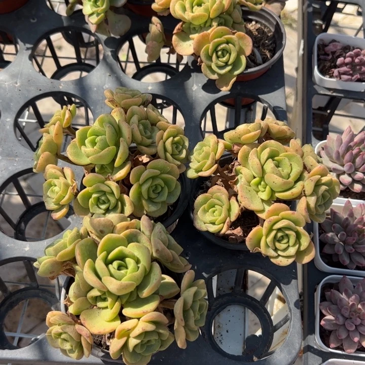 新疆包邮 百合丽丽（满三单发货）