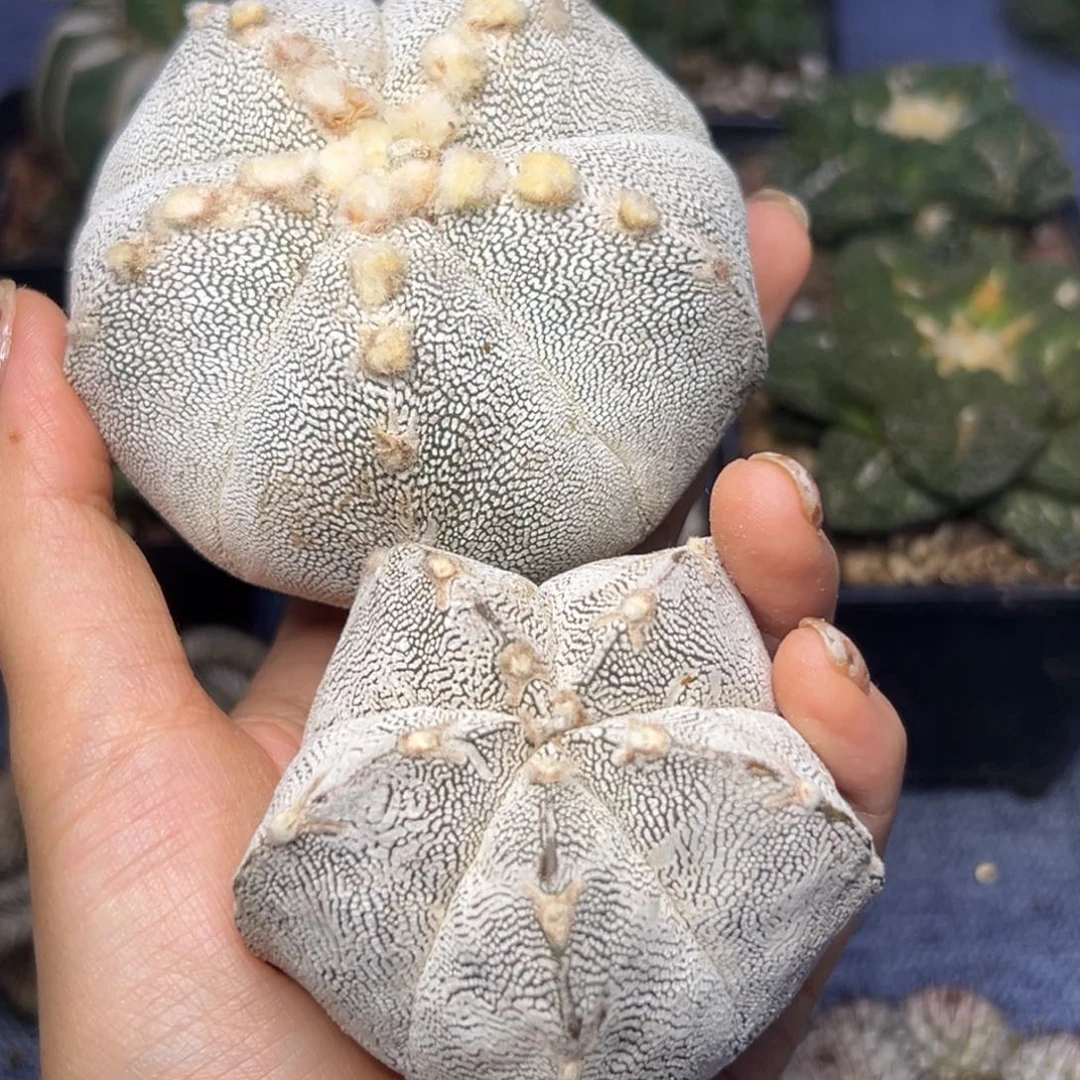 樱*85 无根 仙人球的世界里有