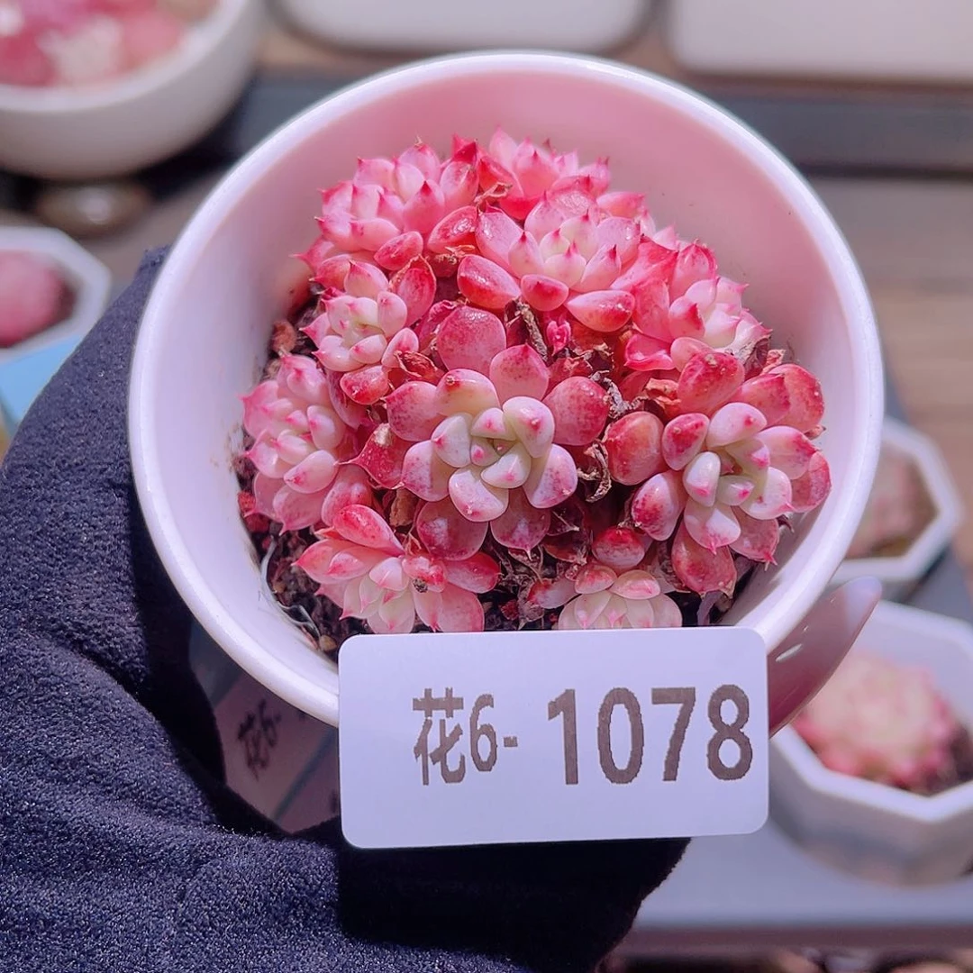 花利美6-1078阿曼尼