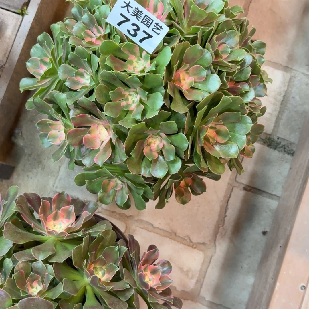 L***好香妃丛林737肉肉肉