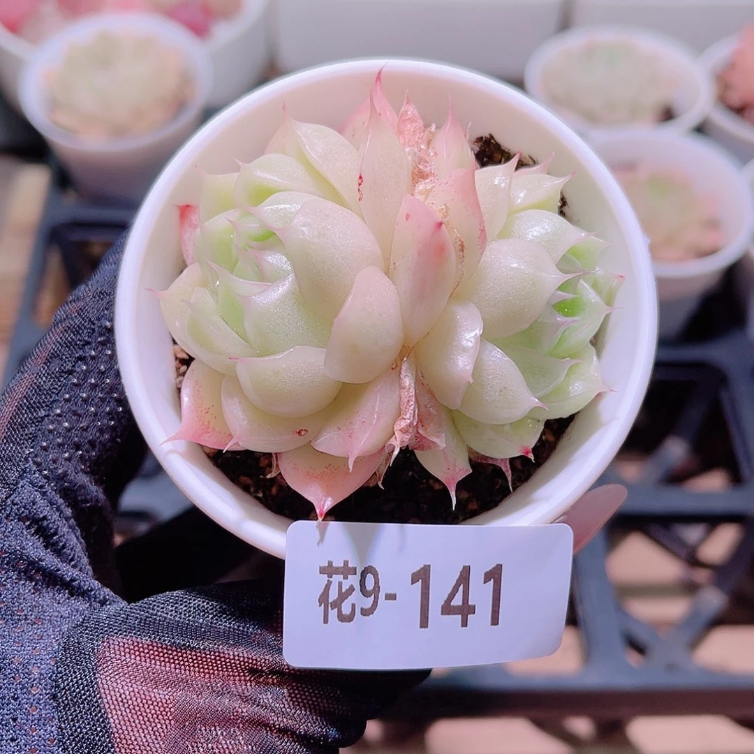 花利美9-141麦秆