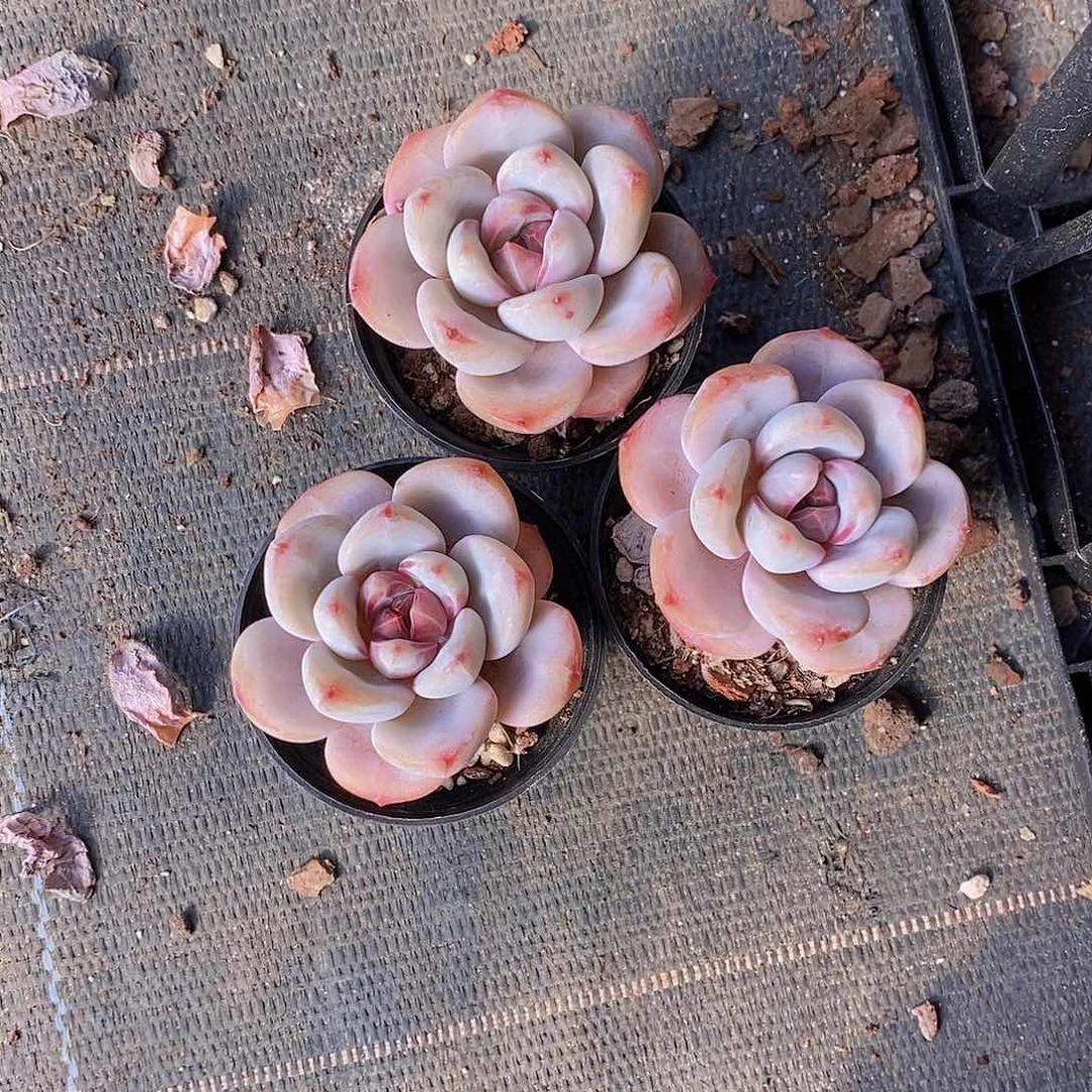 0207-小星星雪单头3颗 量拍