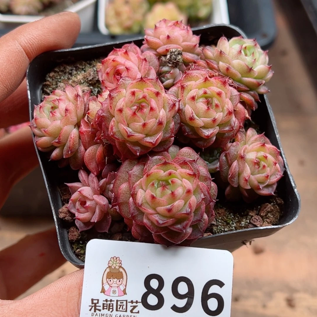 多肉植物多肉植物