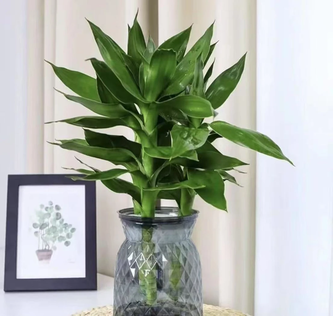 【水竹】室内阳台易养绿植好养易打理