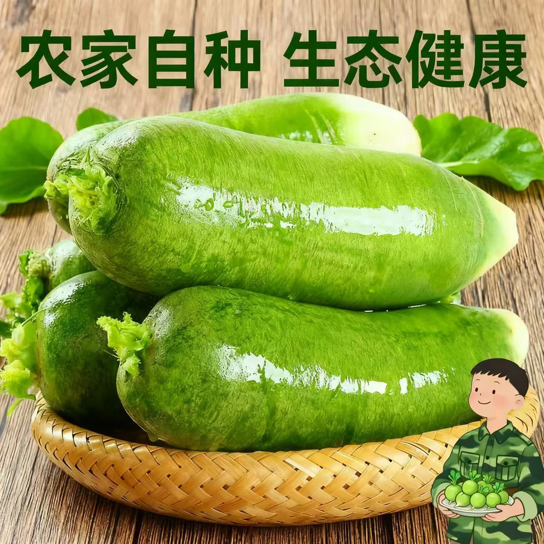 信阳淮河沙窝萝卜甘岸青头萝卜嫩头青淮河萝卜生吃脆甜急速发货品