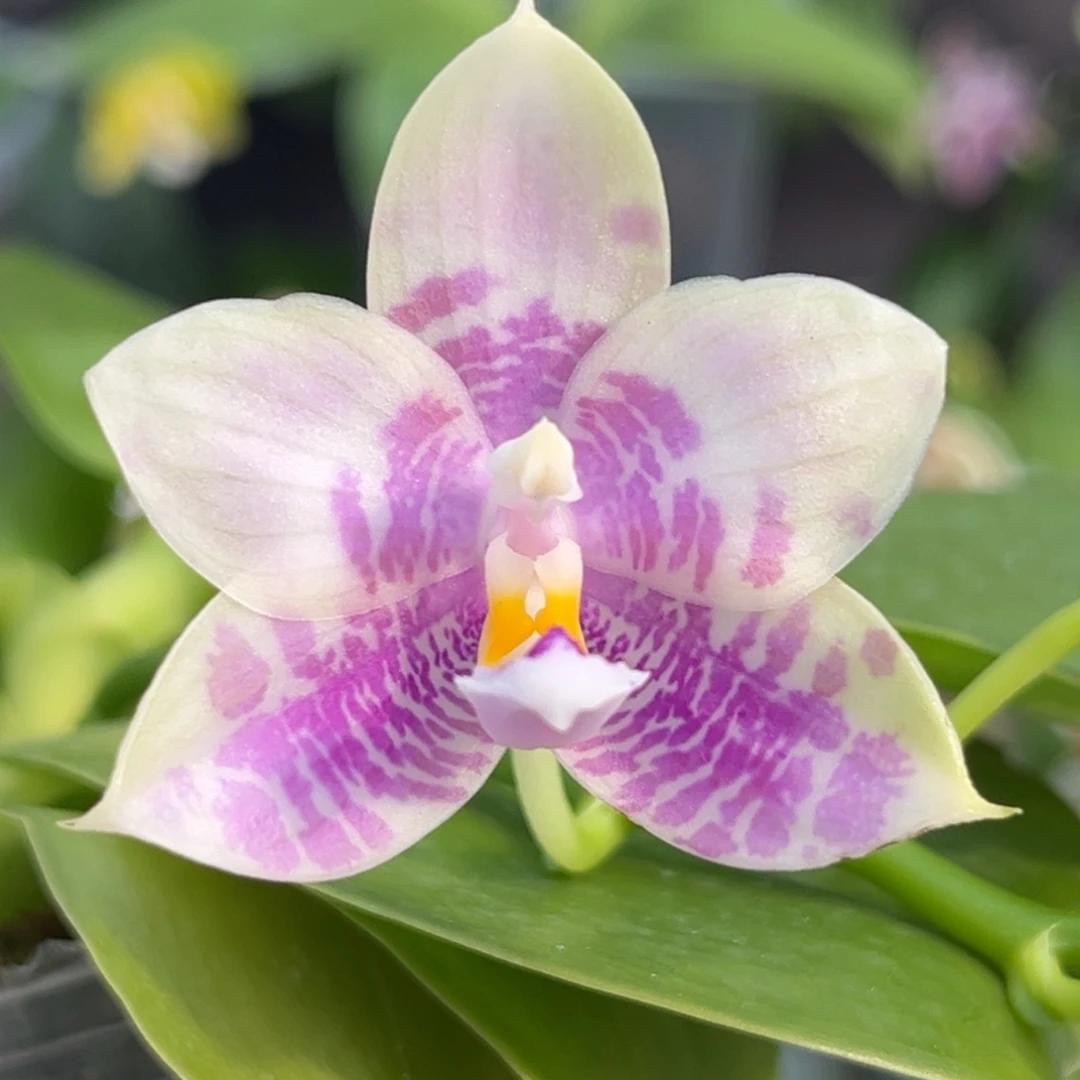 完全开放2.5寸蓝熊交蓝孔雀开花株