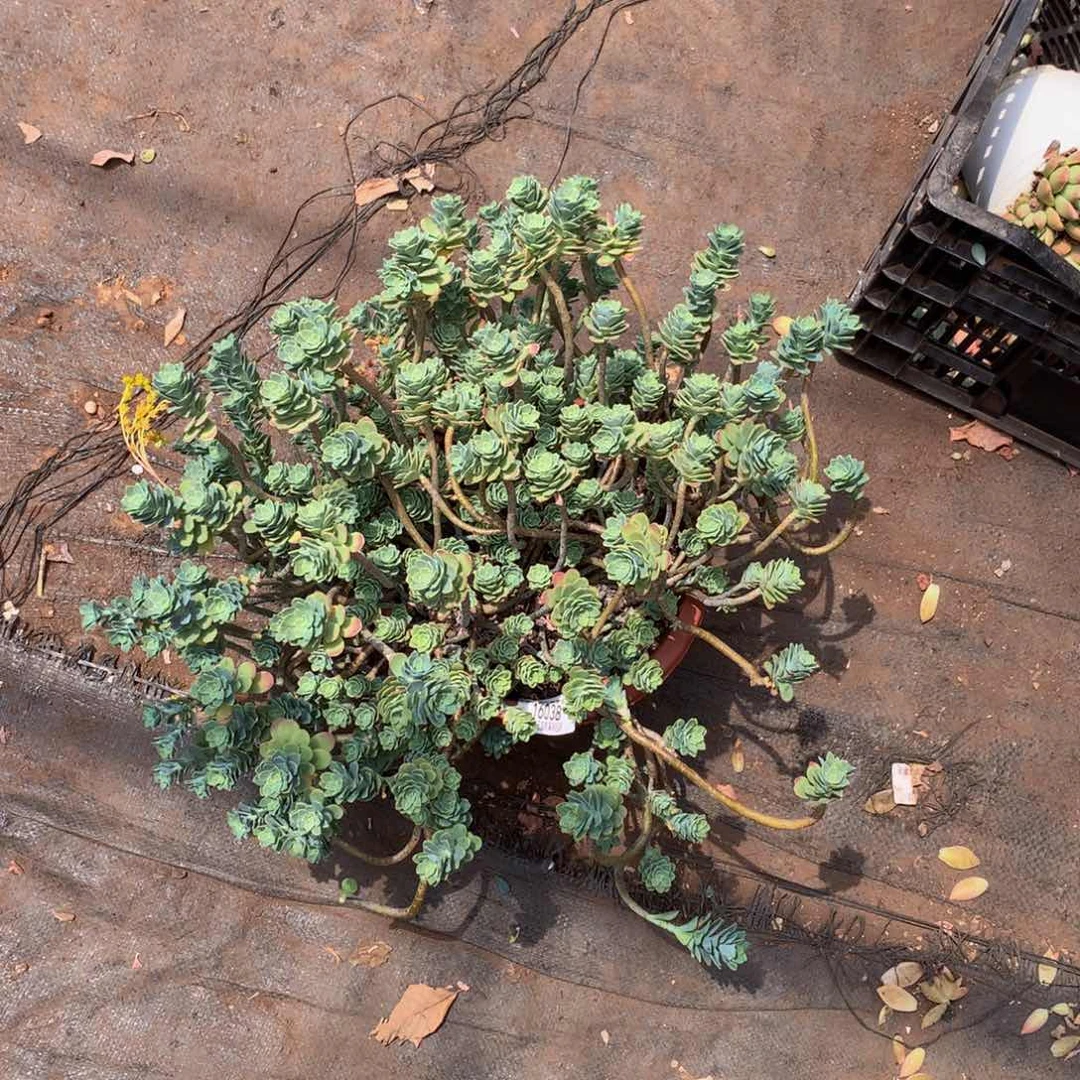 田*学薄化妆16038多肉