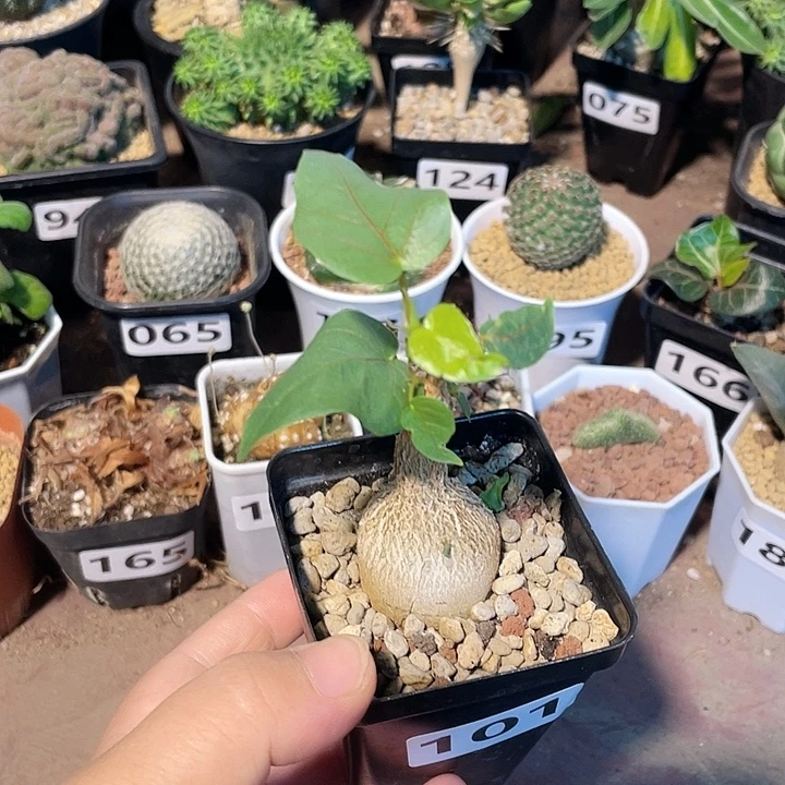 101红脉榕块根植物