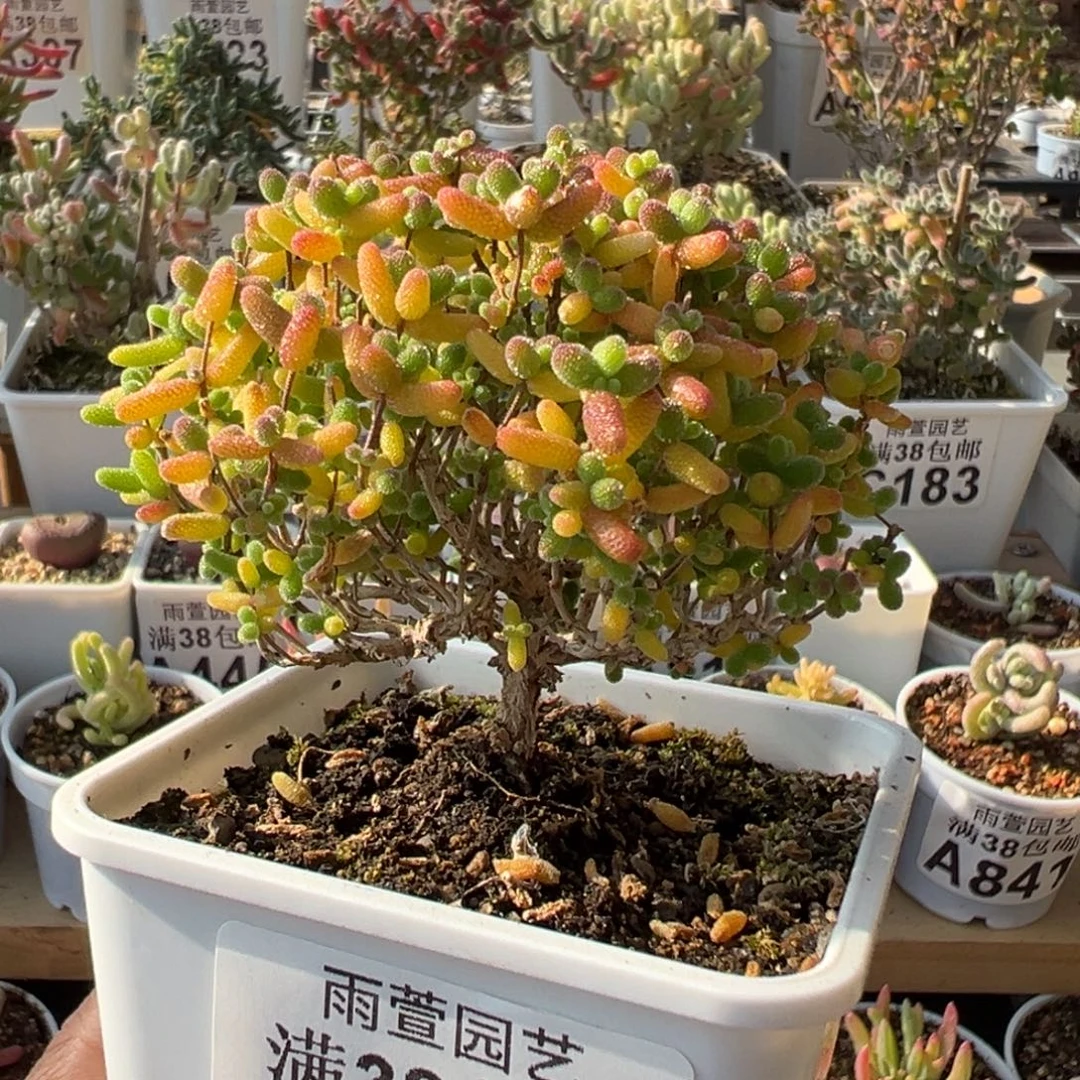 5-196枝干番杏多肉蜜橘糖球老桩一年