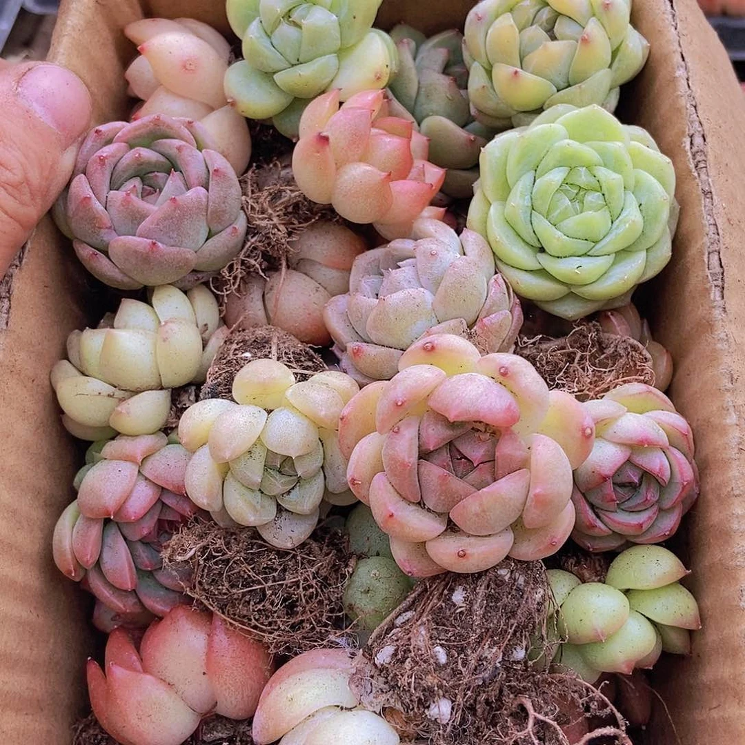 0000000000001量拍保底20颗