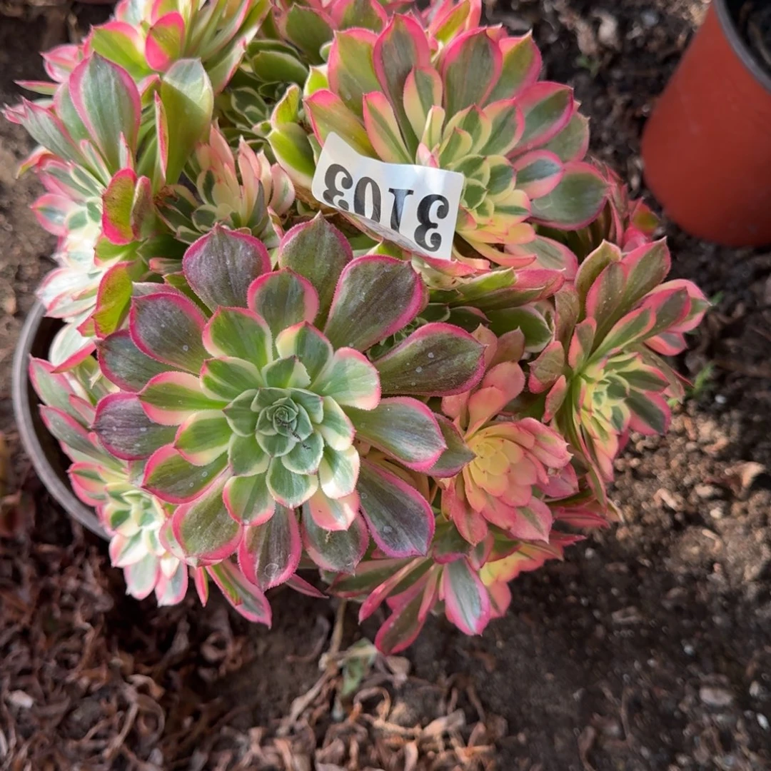 法师 丘比特3103 19-46