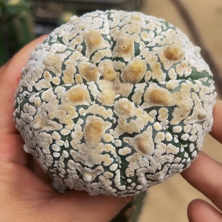 无花朵绣普柱浓白v兜851