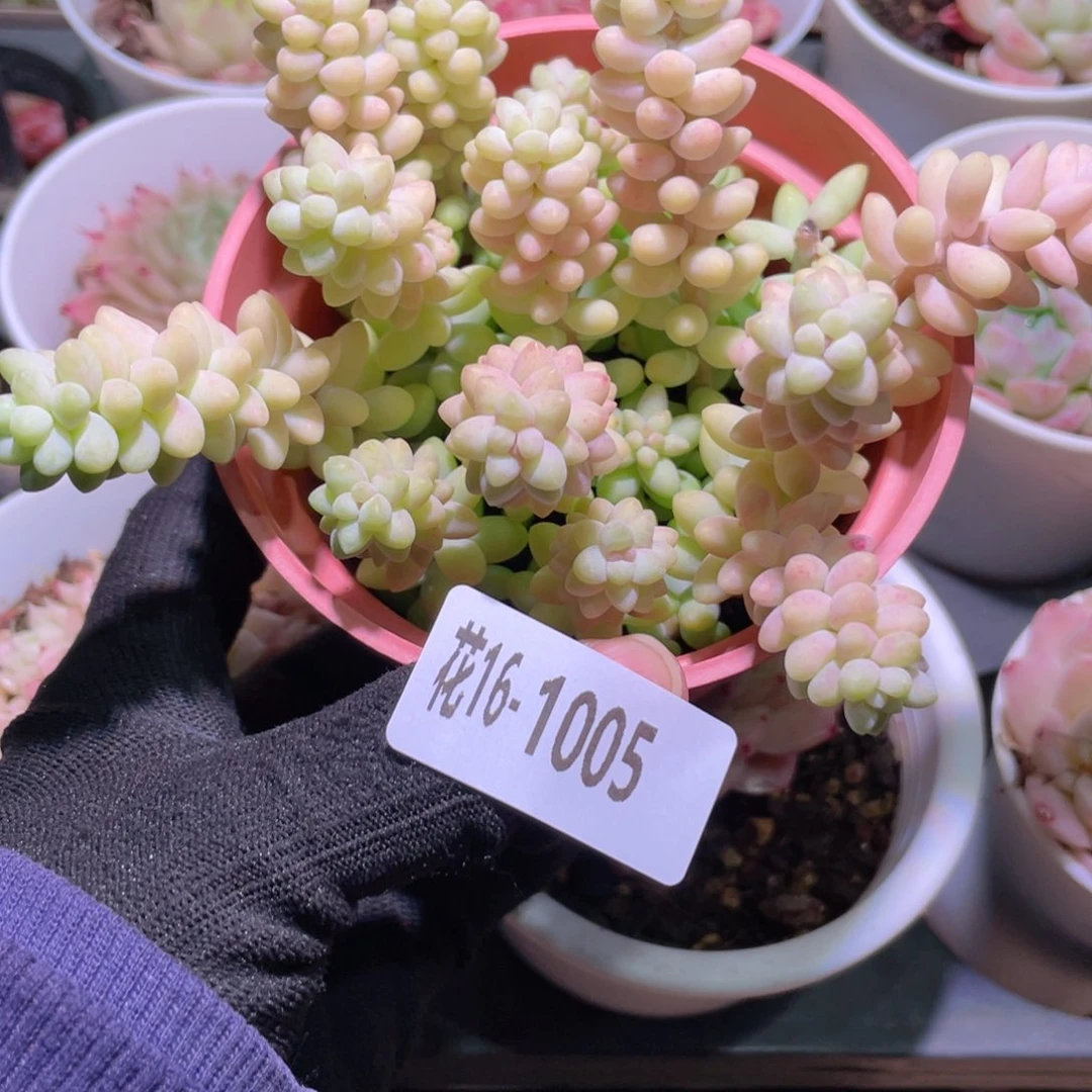 花利美16-1005玉坠