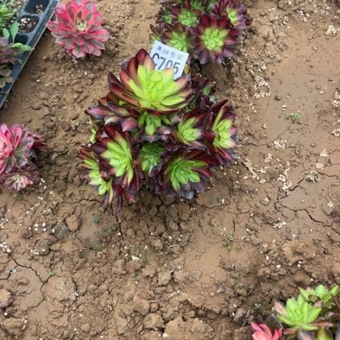 705韶华老桩不包断枝