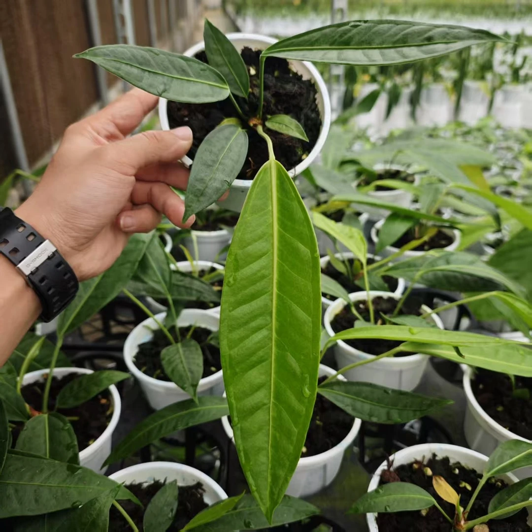 浇浇潮植 豌豆荚花烛 稀奇雨林植物热植